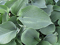 Hosta%20Hybride%20Blaues%20Boot%2008.jpg