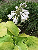 Hosta%20Hybride%20Compacta%20Aurea%2001.jpg