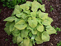 Hosta%20Hybride%20Compacta%20Aurea%2002.jpg