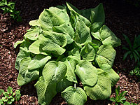 Hosta%20Hybride%20Compacta%20Aurea%2003.jpg