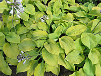 Hosta%20Hybride%20Compacta%20Aurea%2004.JPG