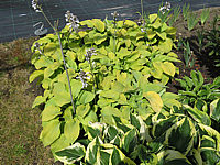 Hosta%20Hybride%20Compacta%20Aurea%2005.JPG