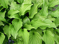 Hosta%20Hybride%20Elegans%20x%20Grandiflora.jpg