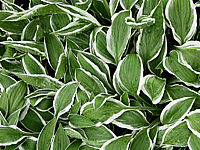 Hosta%20Hybride%20Ginko%20Craig%2004.jpg