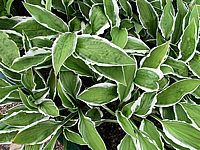 Hosta%20Hybride%20Ginko%20Craig%2005.jpg