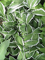 Hosta%20Hybride%20Ginko%20Craig%2006.jpg