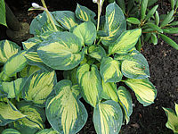 Hosta%20Hybride%20Great%20Expectations%20-%20Sol%2001.JPG