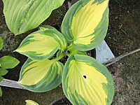 Hosta%20Hybride%20Great%20Expectations%20-Topf.JPG