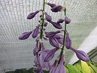 Hosta%20Hybride%20Gruene%20Dame%20-%20Bluete.JPG