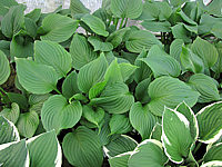 Hosta%20Hybride%20Gruene%20Dame%2001.JPG