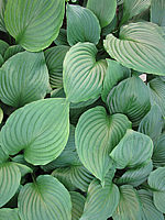 Hosta%20Hybride%20Gruene%20Dame%2002.JPG