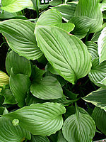 Hosta%20Hybride%20Gruene%20Dame%2004.jpg