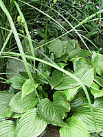 Hosta%20Hybride%20Gruene%20Dame%2005.jpg