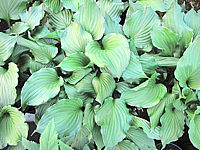 Hosta%20Hybride%20Gruene%20Dame%2006.JPG