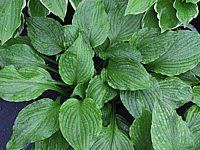 Hosta%20Hybride%20Gruene%20Dame%2007.JPG