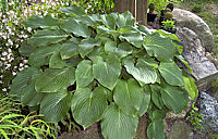 Hosta%20Hybride%20Henrieke%2001.jpg
