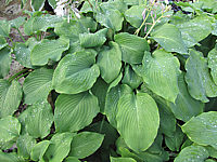 Hosta%20Hybride%20Henrieke%2002.JPG