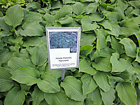 Hosta%20Hybride%20Henrieke%2005.JPG