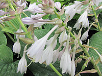 Hosta%20Hybride%20Henrieke%20Bluete.JPG