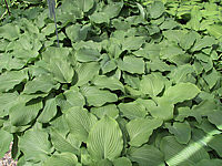 Hosta%20Hybride%20Henrieke%20flaechig.JPG