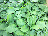 Hosta%20Hybride%20Henrieke%20flaechig1.JPG