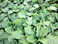 Hosta%20Hybride%20Henrieke%20flaechig2.JPG