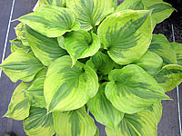 Hosta%20Hybride%20Honshy%2001.JPG