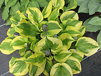 Hosta%20Hybride%20Honshy%2003.JPG