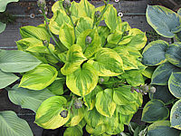 Hosta%20Hybride%20Honshy%2004.JPG