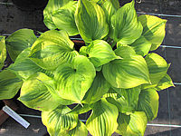 Hosta%20Hybride%20Honshy%2005.JPG