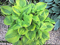 Hosta%20Hybride%20Honshy%2009.JPG