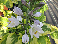 Hosta%20Hybride%20Honshy%20Bluete.JPG