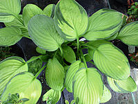 Hosta%20Hybride%20Janet%2003%20schattiger%20Stand.jpg