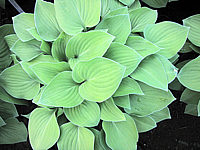 Hosta%20Hybride%20Janet%20Blue%2001.JPG