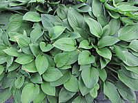 Hosta%20Hybride%20Janet%20Blue%2002.JPG