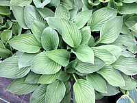 Hosta%20Hybride%20Janet%20Blue%2003.JPG