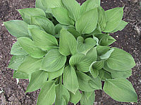 Hosta%20Hybride%20Janet%20Blue%2004.jpg
