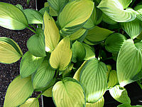 Hosta%20Hybride%20Janet%20mit%20Janet%20Blue%20vermischt%201.jpg