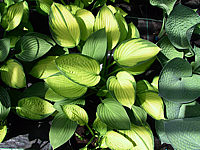 Hosta%20Hybride%20Janet%20mit%20Janet%20Blue%20vermischt%202.jpg
