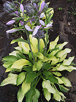 Hosta%20Hybride%20Janet%20mit%20Janet%20Blue%20vermischt%20mit%20Blueten.jpg