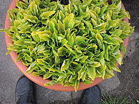 Hosta%20Hybride%20Lemonade%20-%20Austrieb%20junge%20Blaetter.JPG