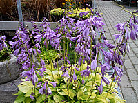 Hosta%20Hybride%20Lemonade%20-%20Sol%20bluehend.jpg