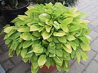 Hosta%20Hybride%20Lemonade%2001.jpg