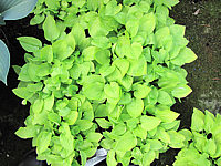 Hosta%20Hybride%20Lemonade%2003.JPG