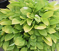 Hosta%20Hybride%20Lemonade%2009.jpg