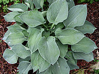 Hosta%20Hybride%20Mollies%20Blaue%2001.jpg