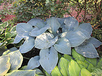Hosta%20Hybride%20Mollies%20Blaue%2002.JPG