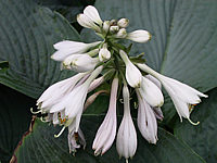 Hosta%20Hybride%20Mollies%20Blaue%2004.jpg