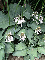 Hosta%20Hybride%20Mollies%20Blaue%2005.jpg