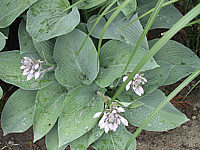 Hosta%20Hybride%20Mollies%20Blaue%2006.jpg